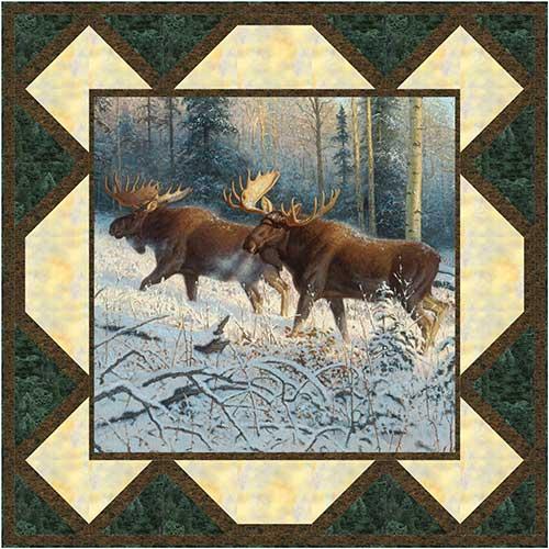 Spotlight: Wildlife (Moose)