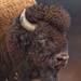 Bulls Eye