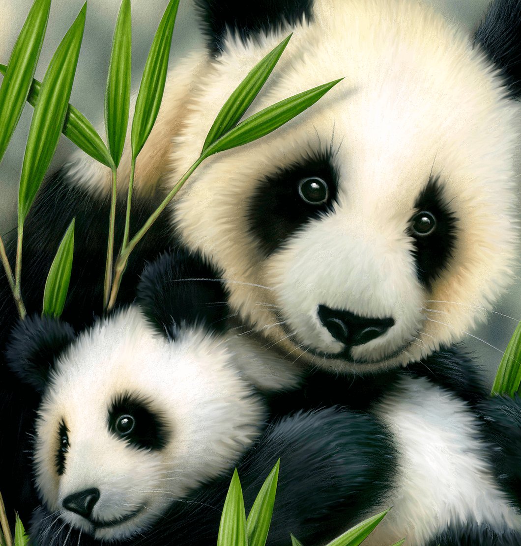 Panda Bears
