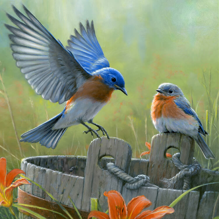 Bluebirds