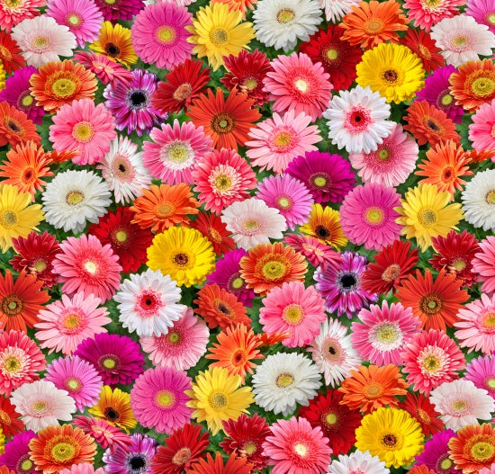 Burst of Color