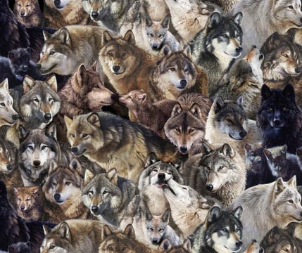 Canis Lupus