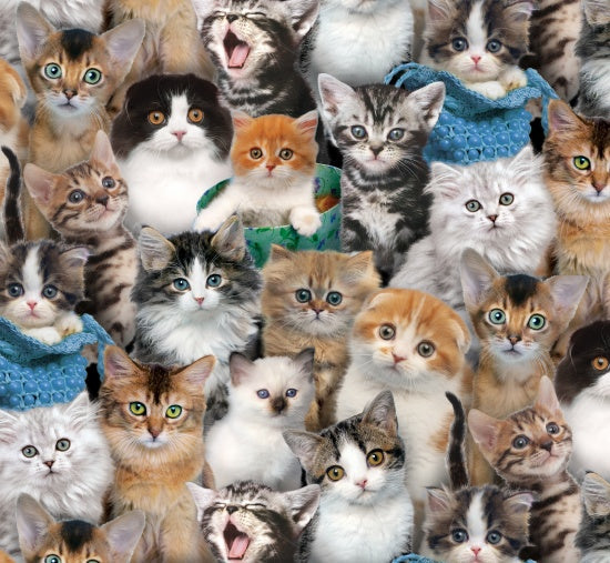 Cat Breeds