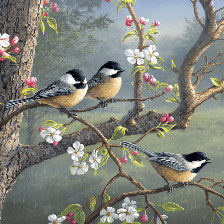 Chickadee Morning