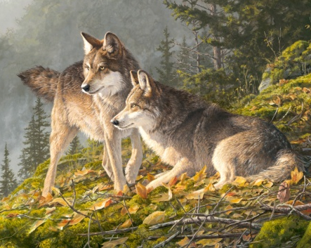 Companions