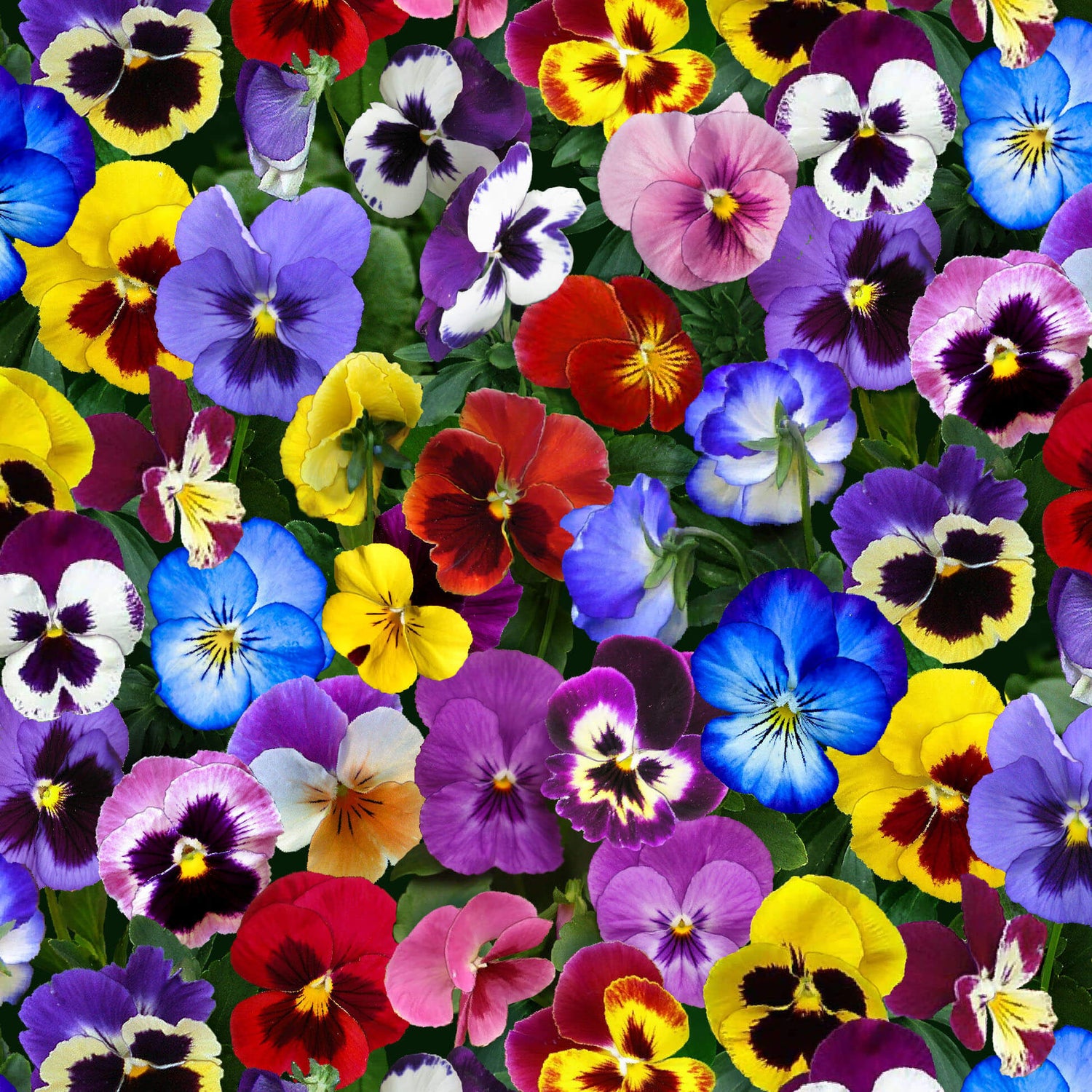 Lovely Pansies