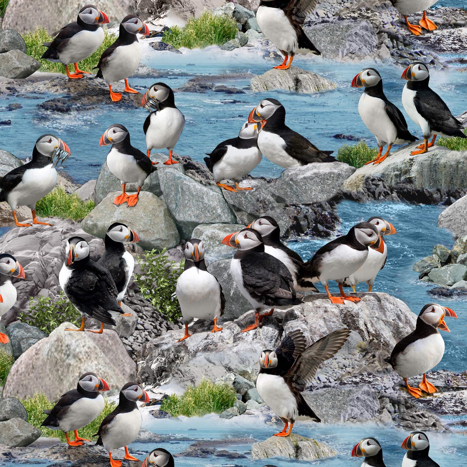 North American Wildlife