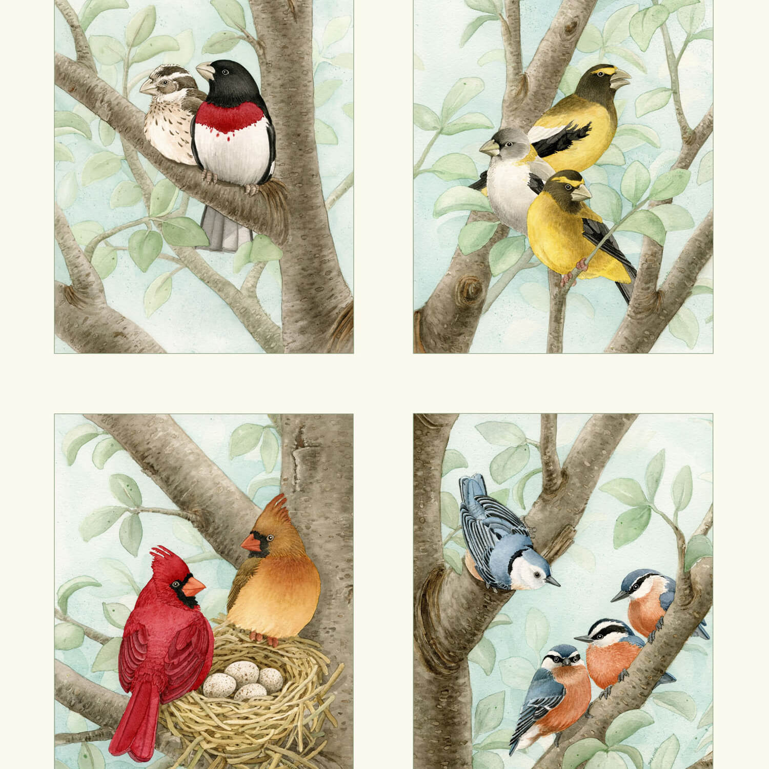 Beautiful Birds