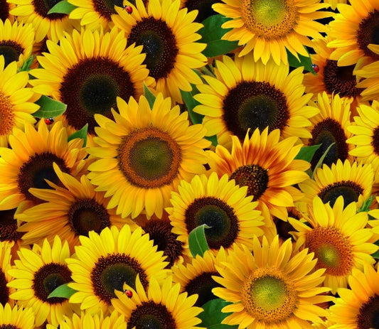 487-Yellow