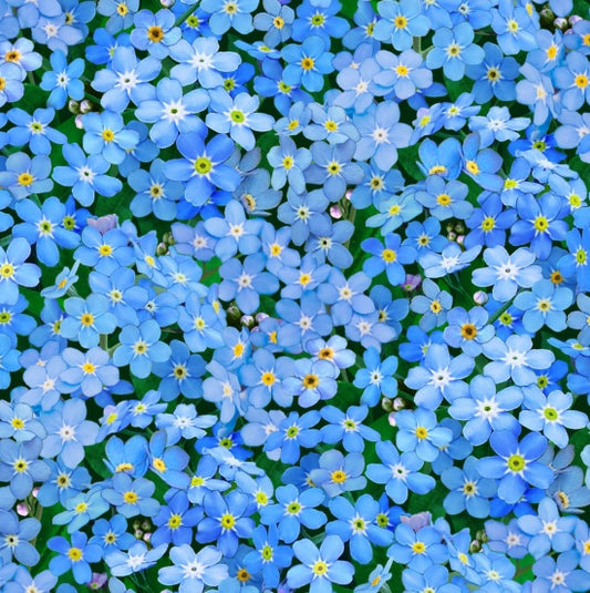 542-Blue