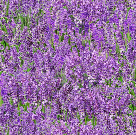 572-Lavender