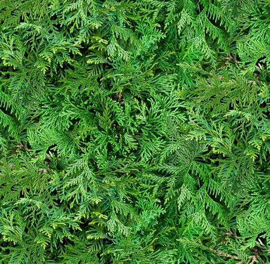 607-Green