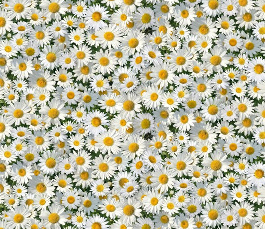 656-White