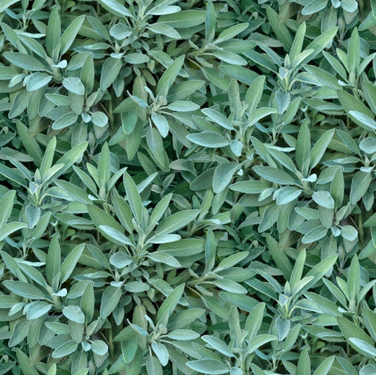 680-Sage