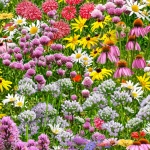Bees & Flowers Coordinate
