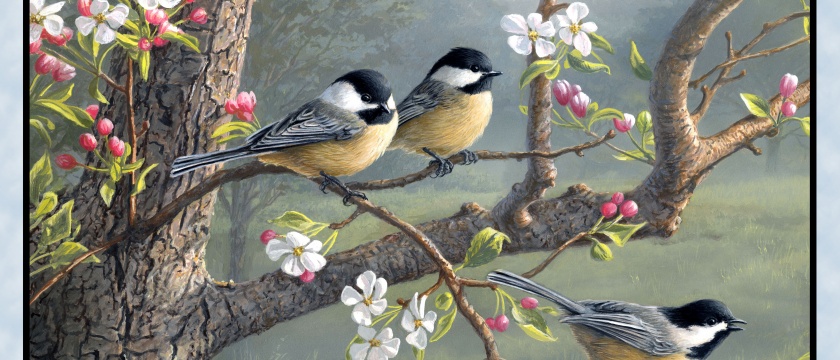 Chickadee Morning